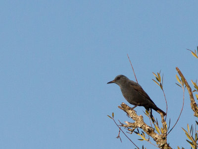 Blauwe rotslijster / Blue Rock Thrush / Monticola solitarius