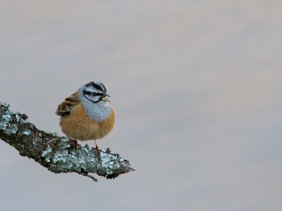 Grijze gors / Rock Bunting / Emberiza cia