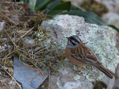 Grijze gors / Rock Bunting / Emberiza cia