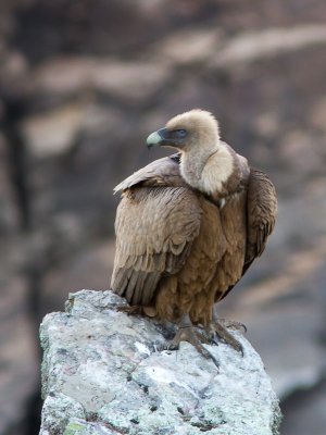 Vale gier / Griffon Vulture / Gyps fulvus