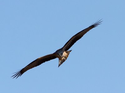 Zwarte Wouw / Black Kite / Milvus migrans
