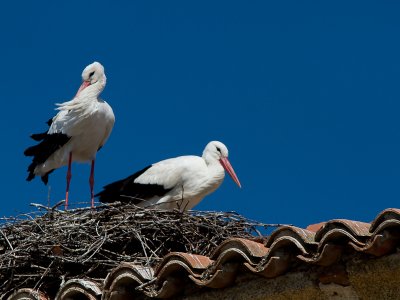 Ooievaar / White Stork / Ciconia ciconia