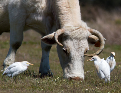 Koereiger / Cattle egret / Bubulcus ibis