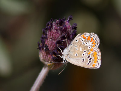 Moors bruin blauwtje / Southern Brown Argus / Aricia cramera