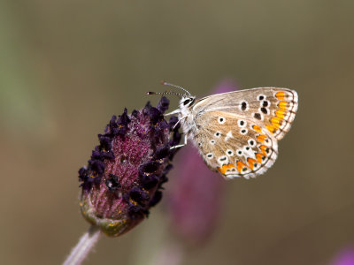 Moors bruin blauwtje / Southern Brown Argus / Aricia cramera