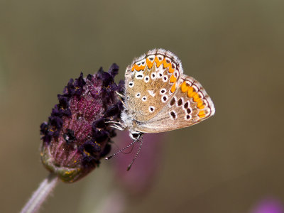 Moors bruin blauwtje / Southern Brown Argus / Aricia cramera