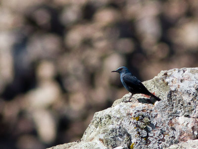Blauwe rotslijster / Blue Rock Thrush / Monticola solitarius