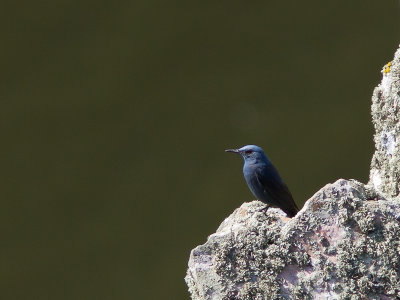 Blauwe rotslijster / Blue Rock Thrush / Monticola solitarius