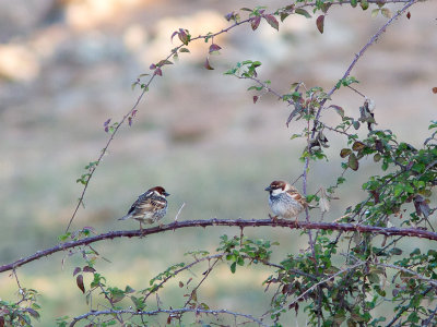 Spaanse mus / Spanish Sparrow / Passer hispaniolensis