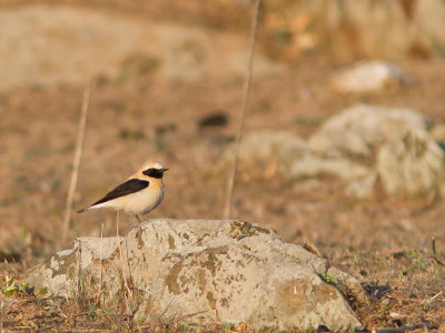 Westelijke blonde tapuit / Black-eared Wheatear / Oenanthe hispanica