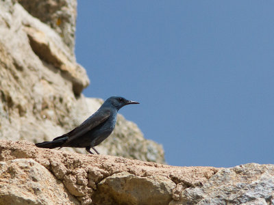 Blauwe rotslijster / Blue Rock Thrush / Monticola solitarius