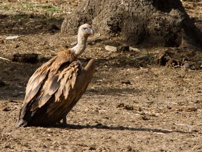 Vale gier / Griffon Vulture / Gyps fulvus