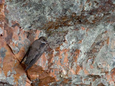 Rotszwaluw / Eurasian Crag Martin / Ptyonoprogne rupestris