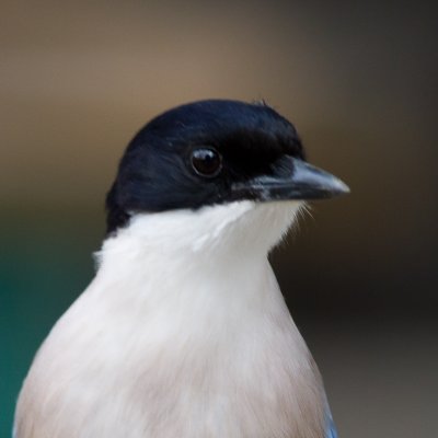 Blauwe ekster / Azure-winged Magpie / Cyanopica cyanus