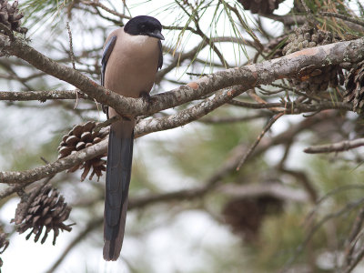 Blauwe ekster / Azure-winged Magpie / Cyanopica cyanus