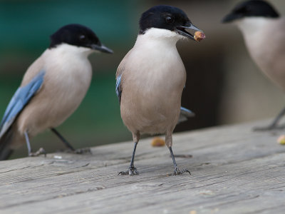 Blauwe ekster / Azure-winged Magpie / Cyanopica cyanus