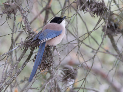Blauwe ekster / Azure-winged Magpie / Cyanopica cyanus