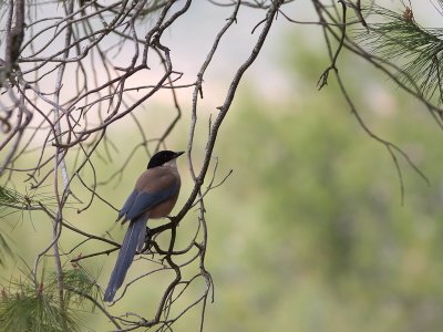 Blauwe ekster / Azure-winged Magpie / Cyanopica cyanus