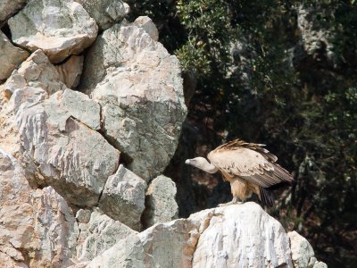 Vale gier / Griffon Vulture / Gyps fulvus