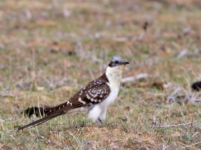 Kuifkoekoek / Great Spotted Cuckoo / Clamator glandarius