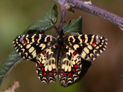 Pages / Festoons, Apollos and Swallowtails