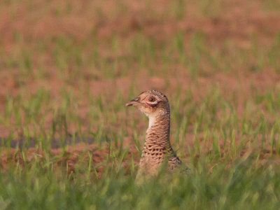 Fazant / Common Pheasant / Phasianus colchicus