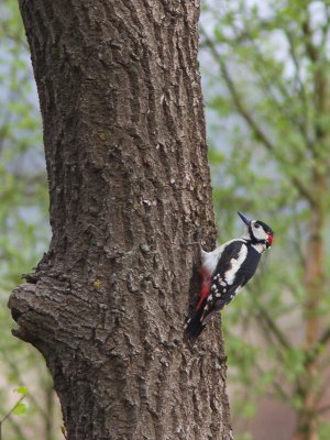 Grote Bonte Specht / Great Spotted Woodpecker / Dendrocopos major