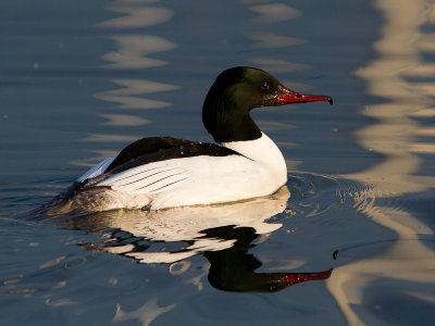 Grote zaagbek / Mergus merganser / Common Merganser
