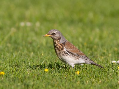 Kramsvogel / Fieldfare / Turdus pilaris