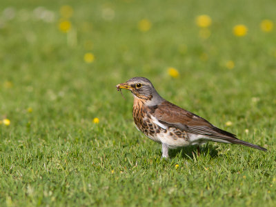 Kramsvogel / Fieldfare / Turdus pilaris