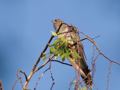 Koekoek / Common Cuckoo / Cuculus canorus