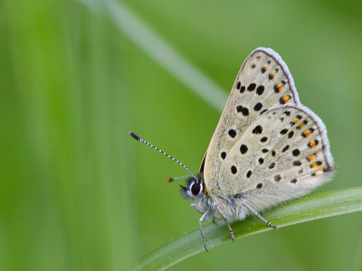 Bruine vuurvlinder / Sooty Copper / Lycaena tityrus