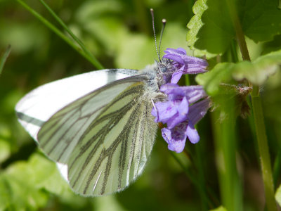 Klein geaderd witje / Green-veined White / Pieris napi