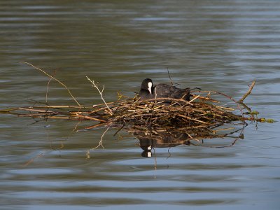 Meerkoet / Eurasian Coot / Fulica at