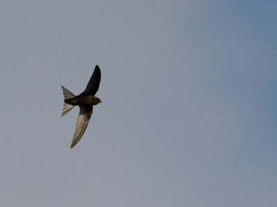 Gierzwaluw / Common Swift / Apus apus