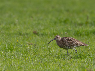 Wulp / Eurasian Curlew / Numenius arquata