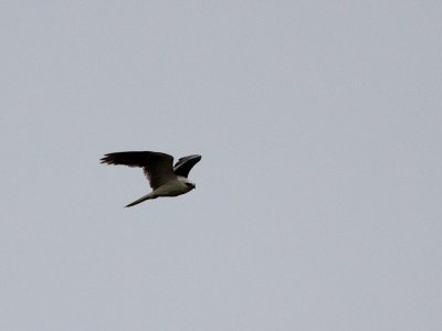 White Tailed Kite / Amerikaanse Grijze wouw / Elanus leucurus