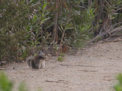 Californische grondeekhoorn / Californian ground Squirrel / Spermophilus beecheyi