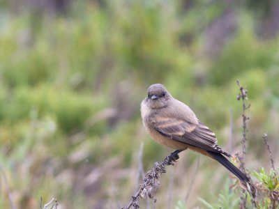 Say's Phoebe / Says Phoebe / Sayornis saya 