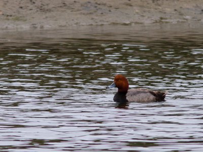 Redhead / Amerikaanse Tafeleend / Aythya americana