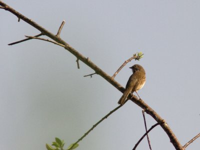 Sage Sparrow / Bells Gors / Amphispiza belli