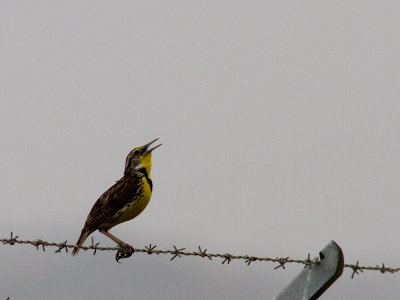 Western Meadowlark / Geelkaakweidespreeuw / Sturnella neglecta