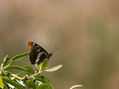 Lorquin's Admiral / Limenitis lorquini