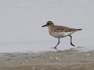 Black-bellied Plover / Zilverplevier / Pluvialis squatarola