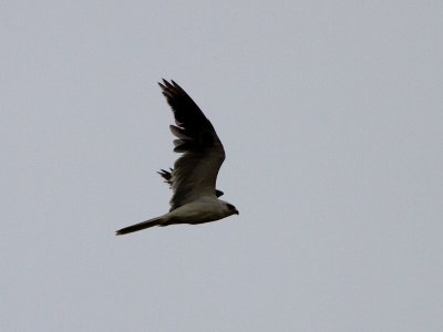 White Tailed Kite / Amerikaanse Grijze wouw / Elanus leucurus