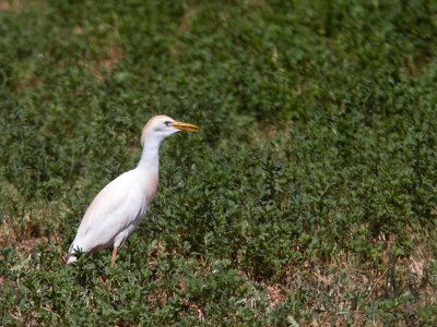 Cattle egret / Koereiger / Bubulcus ibis