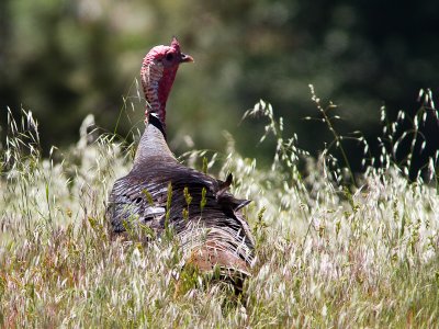 Wild Turkey / Kalkoen / Meleagris gallopavo