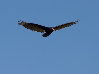 Turkey Vulture / Roodkopgier / Cathartes aura