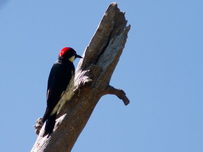Acorn Woodpecker / Eikelspecht / Melanerpes formicivorus