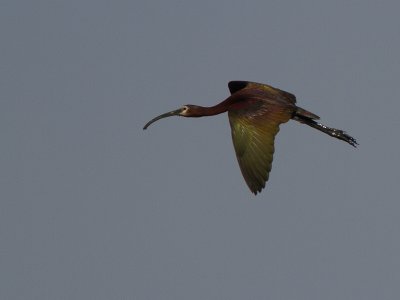 White-faced Ibis / Witmaskeribis / Plegadis chihi